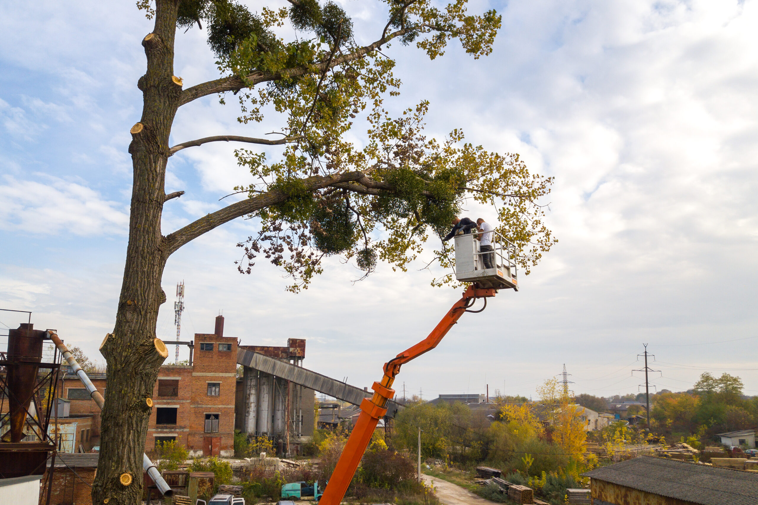 Tree Removal Services